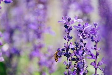 Sunset over a violet lavender field with the small bee