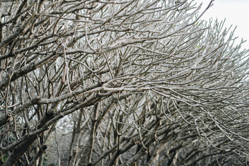 Tunnel of dry Plumeria tree of Frangipani tree with walking way  at Nan Province, The north of Thailand