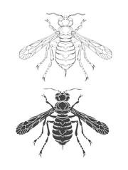 Vector illustration with hand drawn wasp. Two variants of insect: outline and silhouette. In realistic style.