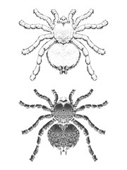 Vector illustration with hand drawn spider. Two variants of insect: outline and silhouette. In realistic style.