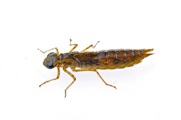 Dragonfly larvae isolated in the white