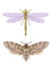 Vector illustration with hand drawn two insects: dragonfly and dead head moth.