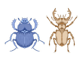 Vector illustration with hand drawn two insects: stag beetle and scarab. Color image in realistic style.