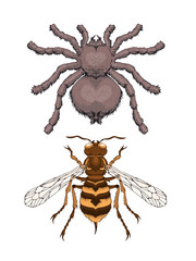Vector illustration with hand drawn two insects: spider tarantula and wasp. Color image in realistic style.