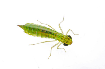 Dragonfly larvae isolated in the white