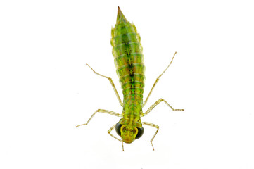 Dragonfly larvae isolated in the white