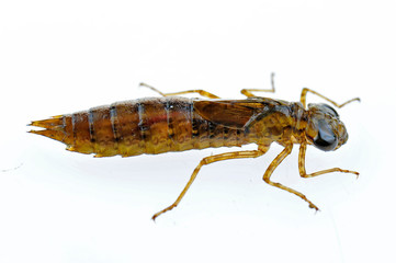 Dragonfly larvae isolated in the white