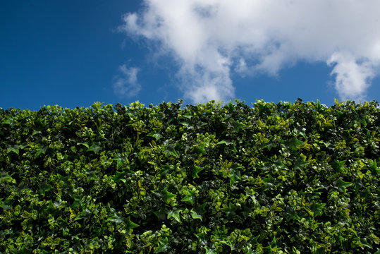 follaje verde artificial espacio exterior cielo azul con nubes jard&iacute;n exterior