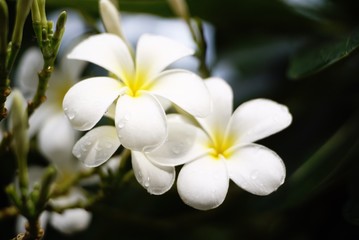 Fototapeta na wymiar frangipani flower on green background