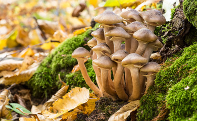 Armillaria mellea, commonly known as honey fungus, is a basidiomycete fungus in the genus Armillaria. Beautiful edible mushroom.