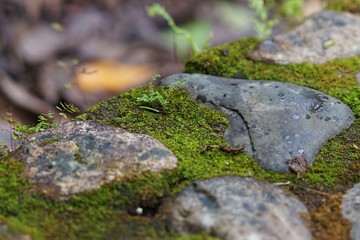 A small hickory grows on the pathway.