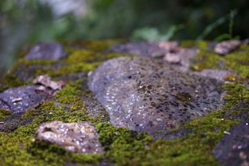 A small hickory grows on the pathway.