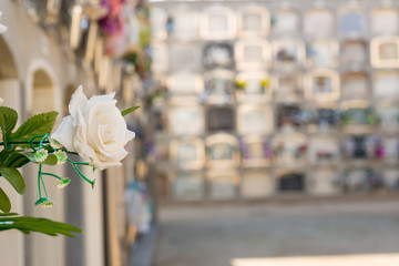 Flowers in a cemetery