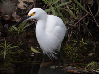 Snowy Egret wading in stream Davis CA