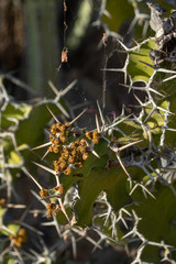 Cactus found in Southern California