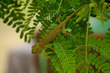 Caméléon