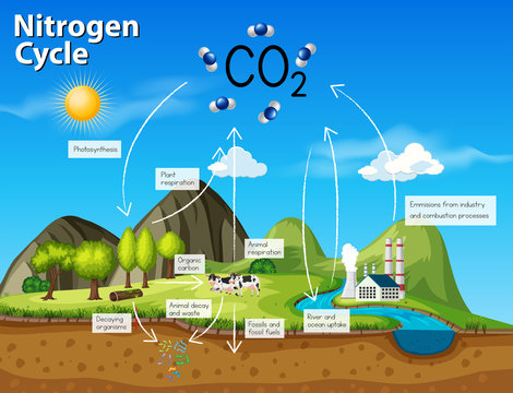 Science nitrogen cycle CO2