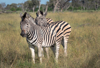 Zebra, Okavango Delta, Botswana