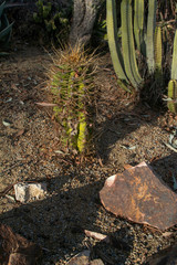Cactus found in Southern California
