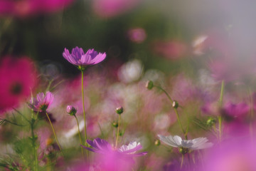 Fototapeta na wymiar Cosmos flower (Cosmos Bipinnatus) with blurred bokeh background