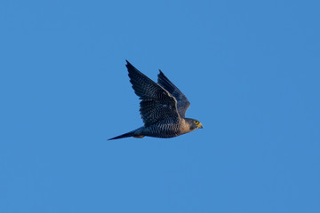 Close view of a Peregrine Falcon flying, seen in the wild near the San Francisco Bay