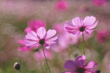 Cosmos flower (Cosmos Bipinnatus) with blurred bokeh background