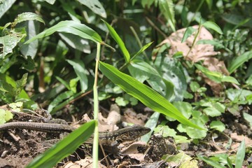Reptiles of Costa Rica