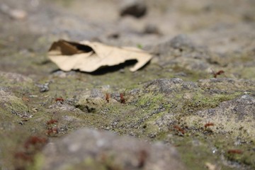 Ants on a mission