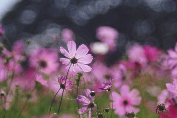 Fototapeta na wymiar Cosmos flower (Cosmos Bipinnatus) with blurred bokeh background