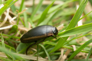 Diving beetle, Hydaticus seminiger 