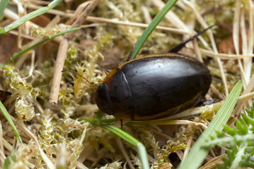 Diving beetle, Hydaticus seminiger 