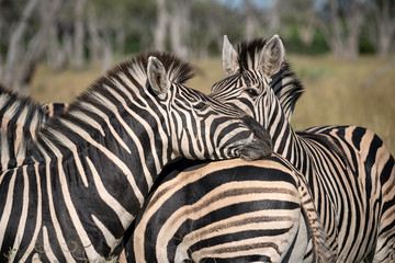 Fototapeta na wymiar Close Up of a Herd of Zebra, Okavango Delta, Botswana