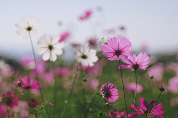 Cosmos flower (Cosmos Bipinnatus) with blurred bokeh background