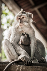 Balinese macague monkeys with her baby at Sacred Monkey Forest