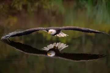 Foto op Plexiglas Mannelijke kale adelaar die over een vijver vliegt en een weerspiegeling in het water werpt met herfstkleur © Lori Labrecque