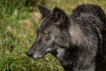 Beautiful Timber Wolf (also known as a Gray Wolf or Grey Wolf) with Black and Silver Markings