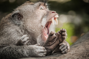 Naklejka premium Zamknij się krzyczeć makak małpa w świętym lesie małp