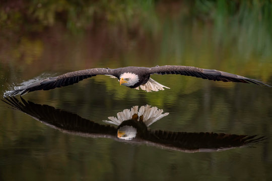 Male Bald Eagle Flying Over a Pond Casting a Reflection in the Water with Fall Color