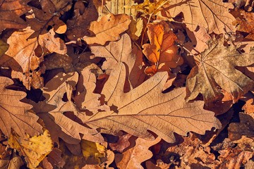 Fallen autumn leaves