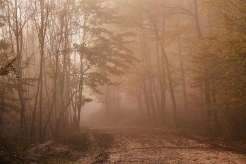 Forest path in mist
