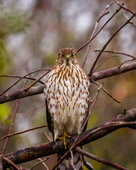Juvenile Cooper's Hawk perched on a branch