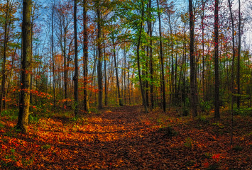 Vibrant Fall Colours in an Ontario Provincial Park