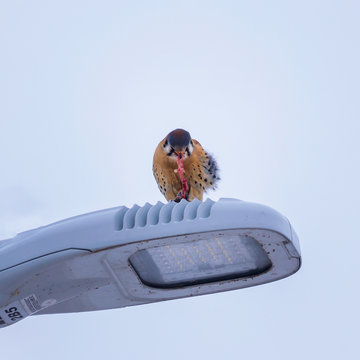 An American Kestrel teraing apart a vole on top of a lamppost