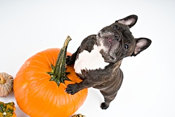 French bulldog and pumpkins on white background    