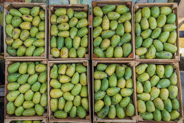 Tunas verdes y rojas huacales de tunas fruta de nopal
