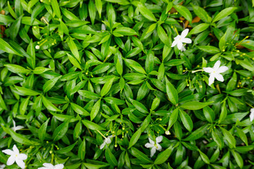 green grass with water drops