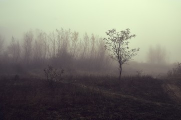 Haunting foggy landscape