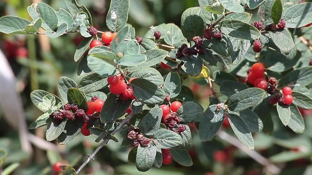 Cotoneaster Plant
