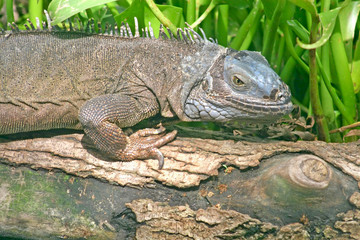 Iguana