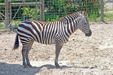 Zebra